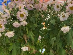 -羊巴道新疆菜·清真(上梅林店)