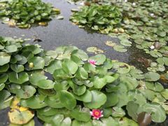 -白洋淀景区