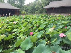 -溱湖国家湿地公园