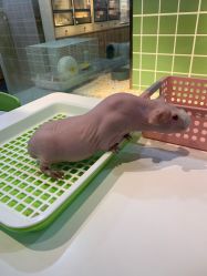 -Moni星球萌宠·小马宝莉·灵蛇·高端高阶全萌宠互动体验俱乐部(红豆国际广场店)