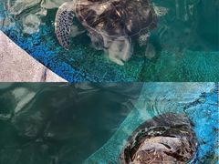 -广东惠东海龟国家级自然保护区