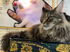 -平行世界·猫咖(首经贸店)