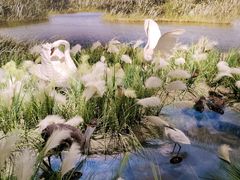 -河南自然博物馆