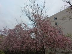 -四川师范大学（成龙校区）-图书馆
