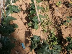 -柞水乾佑红门家菜