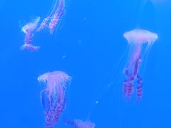 -海合安武汉极地海洋公园