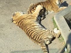 -大连森林动物园