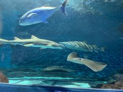 -上海海洋水族馆