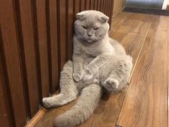 -猫友咖啡店(玉林西路店)