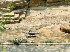 -大连森林动物园