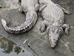 -广州长隆飞鸟乐园