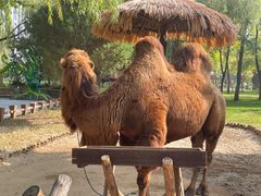 -北京野生动物园