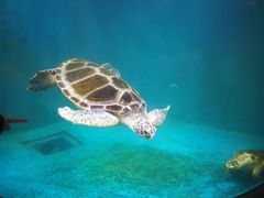 -青岛海底世界-水族馆