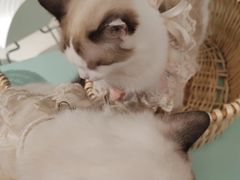 -怪兽屋·羊驼·猫咖·狗咖(俊华广场店)