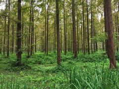 -黄海国家森林公园