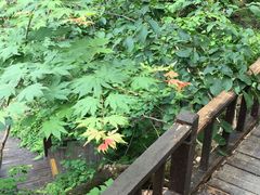 -天女山森林公园