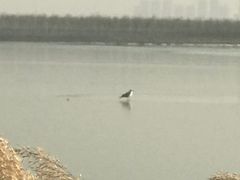 -天津东丽湖风景区