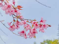 -丹樱生态园