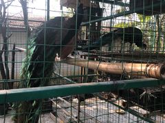 -瑞丽独树成林风景区