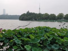 荷花-湖南烈士公园(芙蓉区)