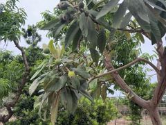 -田园山庄农家乐(石岩店)