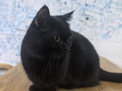 -李小姐の猫咖啡馆(五角场店)