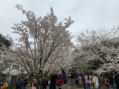 -武汉大学-樱园