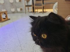 -喵园·猫主题咖啡厅·撸猫·猫咖(国贸店)