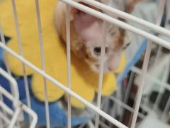 -圣宠动物医院·犬猫专科·影像中心·外科中心