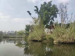 -光明港公园