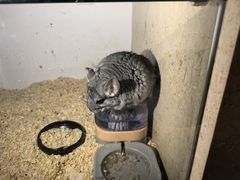 -宁波九龙湖开元度假村