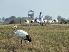 -盐城丹顶鹤湿地生态旅游区