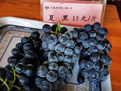 -白鹿原葡萄主题公园