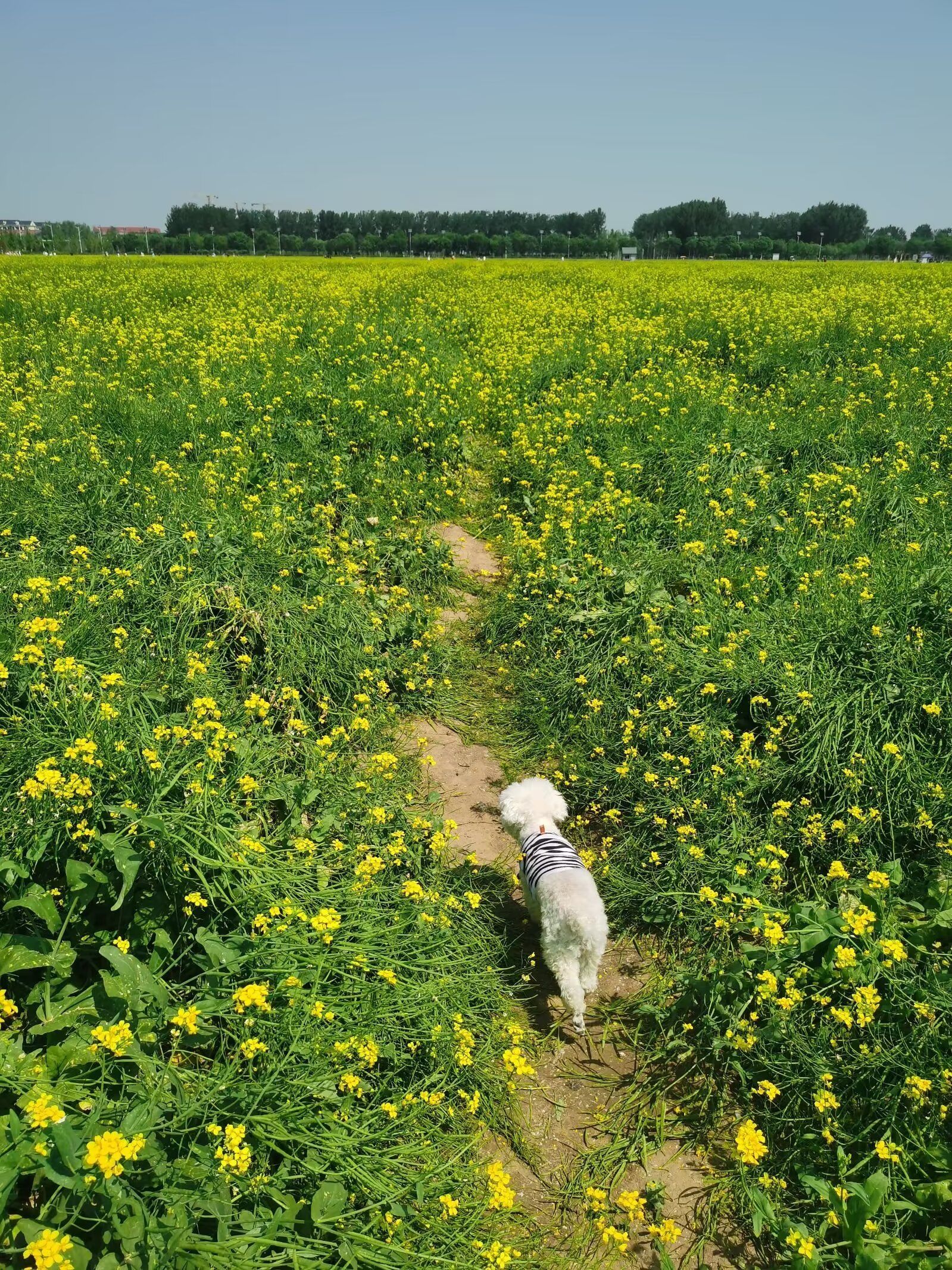 乡村画卷～油菜花海