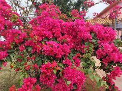 -莆田湄洲妈祖祖庙