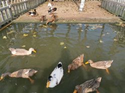 -上美四季动物农场