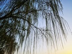 -青枫公园