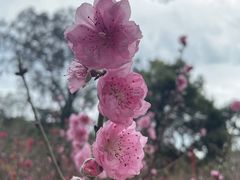 -桃花涧