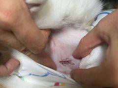 -仁普宠物诊所·中兽医·夜诊·狂犬免疫点(住友昌盛新苑店)