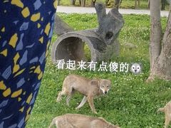 -上海野生动物园