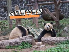 -都江堰中华大熊猫苑