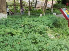 -成都市活水公园