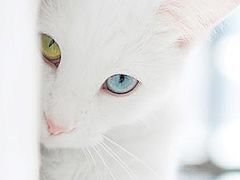 -CoCo都可(虹口龙之梦店)