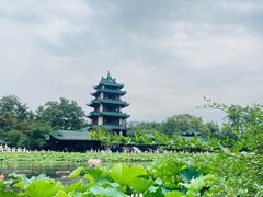 -桂湖森林公园
