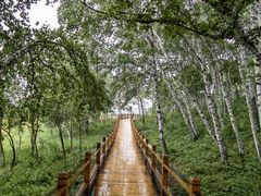 -塞罕坝国家级自然保护区