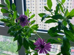 -咱家王新国把子肉(县东巷店)