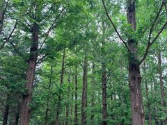 -白水寺森林公园