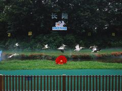 -广州长隆飞鸟乐园