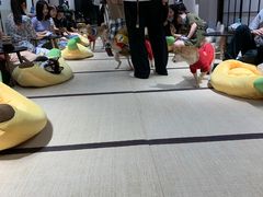 -逗柴咖啡屋·狗咖猫咖宠物桌游