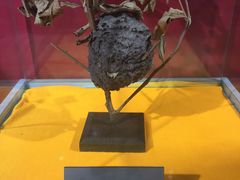 -上海昆虫博物馆